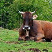 Margarita Ojea Lago nos manda esta foto de una vaca tudanca