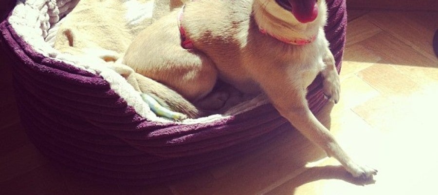 La chihuahua Lola La chihuahua Lola