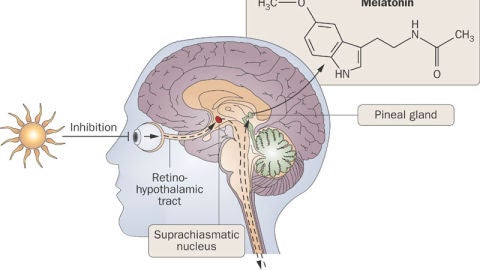 DIAGRAMA CEREBRO-MELATONINA 