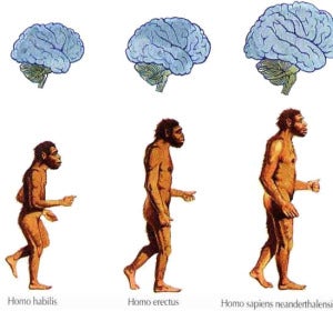 Evolución del cerebro humano Evolución del cerebro humano