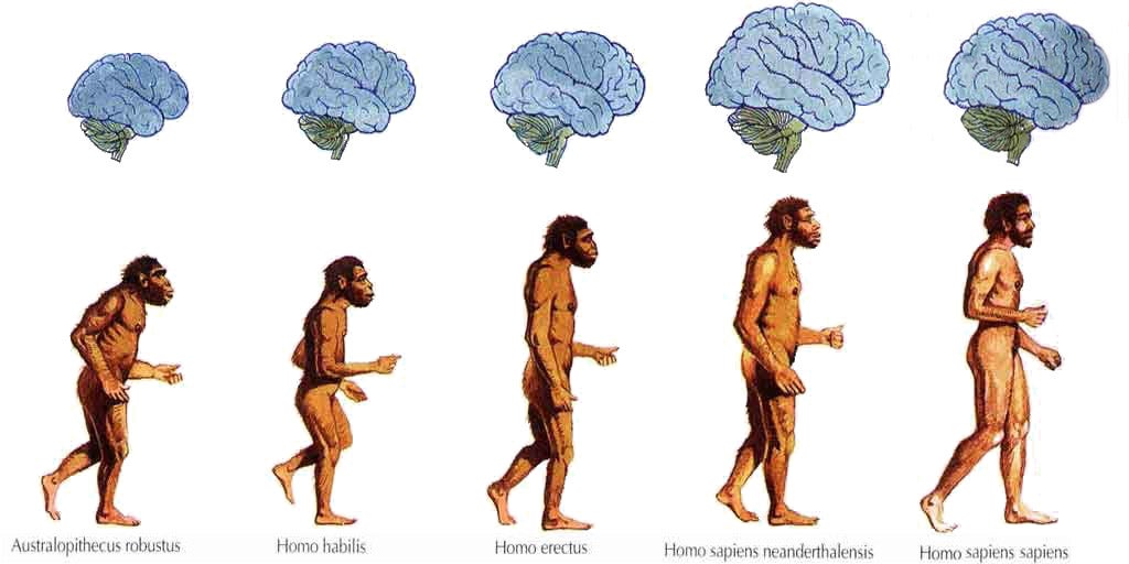 Naturaleza: La comunicación como elemento principal de la evolución Naturaleza: La comunicación como elemento principal de la evolución
