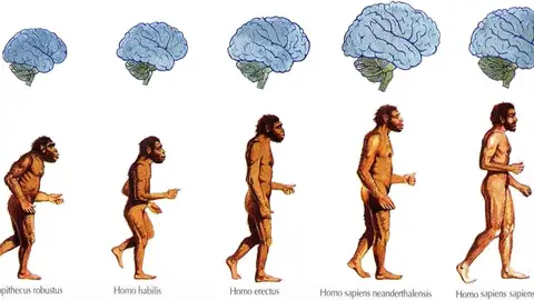 Evolución del cerebro humano Evolución del cerebro humano