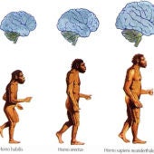 Evolución del cerebro humano