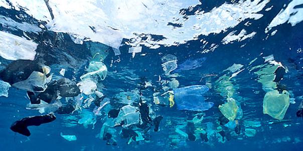 Elvira Jiménez: "Tenemos que dejar de pensar que porque quitemos las bolsas de plástico vamos a solucionar el problema" Elvira Jiménez: "Tenemos que dejar de pensar que porque quitemos las bolsas de plástico vamos a solucionar el problema"