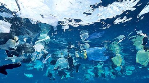 Contaminaci&oacute;n de pl&aacute;sticos en nuestros oceanos