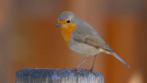 Petirrojo Petirrojo