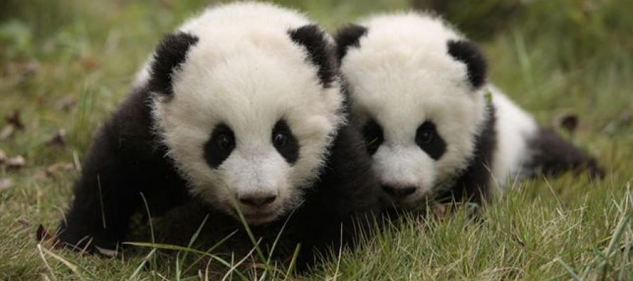 El oso panda, un animal en peligro de extinción El oso panda, un animal en peligro de extinción