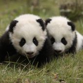 El oso panda, un animal en peligro de extinción