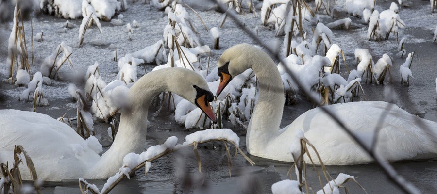 Dos cisnes nadan en un lago helado Dos cisnes nadan en un lago helado