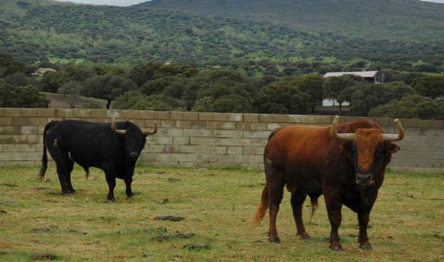 Aquí en la Onda. Navarra. Va por ustedes. Fernando Ganuza: "Si llevas un animal bravo al establo lo domesticas". Aquí en la Onda. Navarra. Va por ustedes. Fernando Ganuza: "Si llevas un animal bravo al establo lo domesticas".