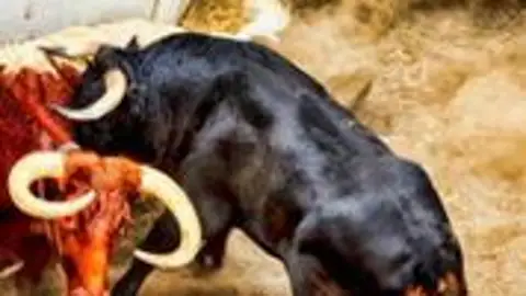 Toros en los corrales Toros en los corrales