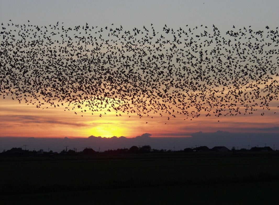 Divulga que algo queda: ¿Qué ha pasado con los pájaros durante las nevadas? Divulga que algo queda: ¿Qué ha pasado con los pájaros durante las nevadas?