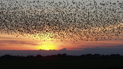 Bandada de estorninos
