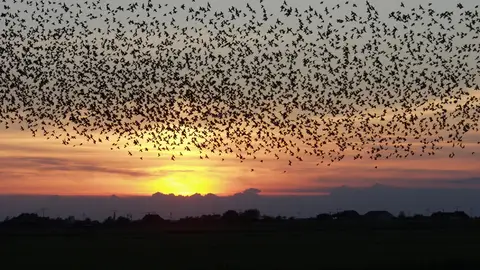 Bandada de estorninos Bandada de estorninos