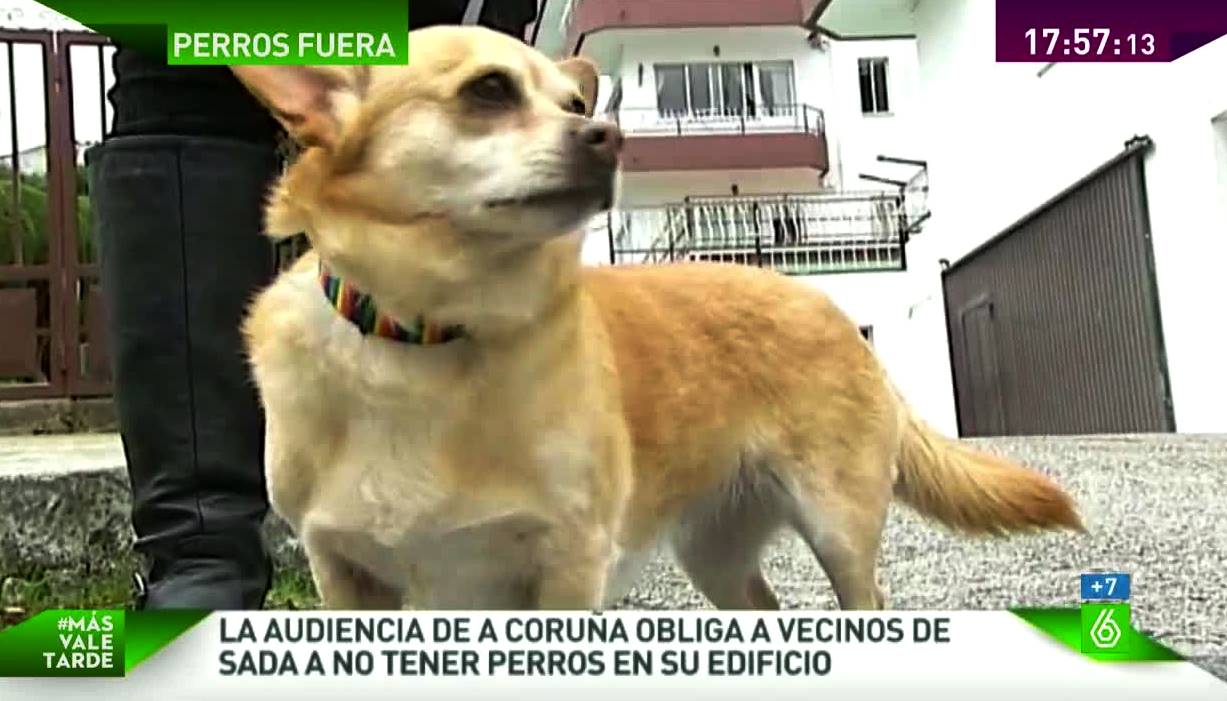 Mesa de Redacción: Vuelve a casa la perra expulsada por la fobia de un vecino Mesa de Redacción: Vuelve a casa la perra expulsada por la fobia de un vecino