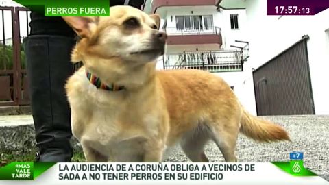 Un perro expulsado de un edificio
