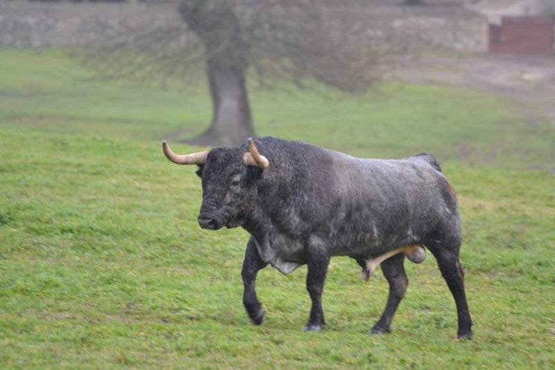 Aquí en la Onda. Navarra. Va por ustedes. José Escolar Gil, ganadero: "Me gusta la suerte de varas, demuestra la bravura de un toro". Aquí en la Onda. Navarra. Va por ustedes. José Escolar Gil, ganadero: "Me gusta la suerte de varas, demuestra la bravura de un toro".