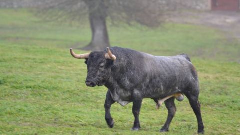 Toros Jos&eacute; Escolar Gil