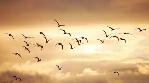 Pájaros volando Pájaros volando