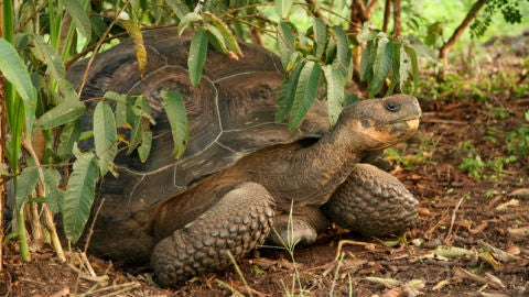 Tortugas gigantes en las Islas Gal&aacute;pago