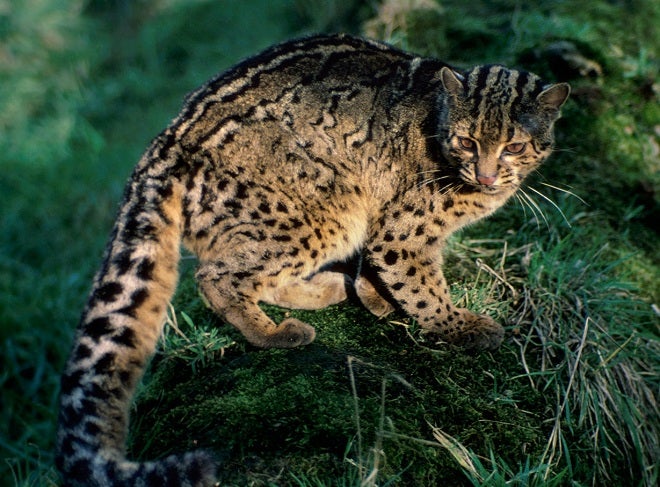 El gato más extraño del mundo, grabado en China El gato más extraño del mundo, grabado en China