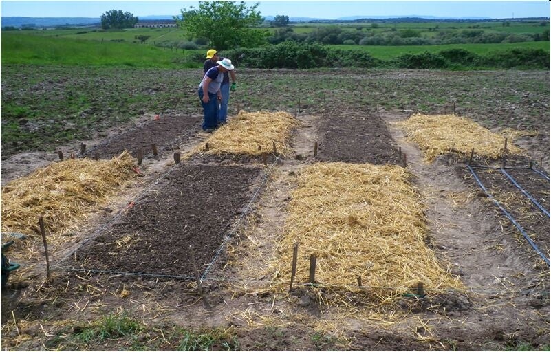 What’s Cooking: Biopsia virtual, barreras para inundaciones y cuida tu huerto desde el móvil What’s Cooking: Biopsia virtual, barreras para inundaciones y cuida tu huerto desde el móvil