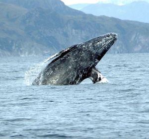 Una ballena gris bate el récord de migración entre mamíferos Una ballena gris bate el récord de migración entre mamíferos