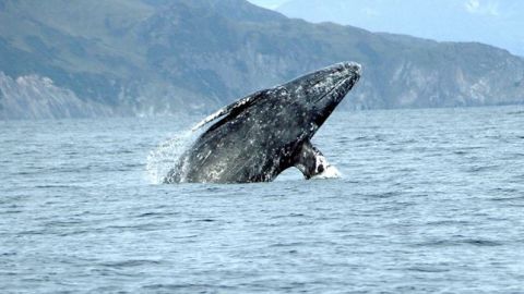 Una ballena gris bate el r&eacute;cord de migraci&oacute;n entre mam&iacute;feros