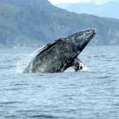 Una ballena gris bate el récord de migración entre mamíferos