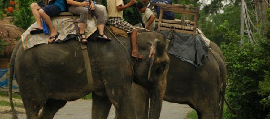 Turismo con animales en Tailandia Turismo con animales en Tailandia