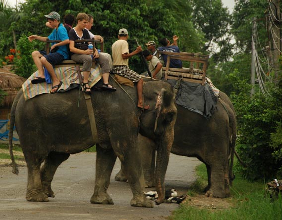 TripAdvisor responsable con el mundo animal TripAdvisor responsable con el mundo animal