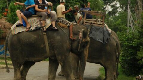 Turismo con animales en Tailandia