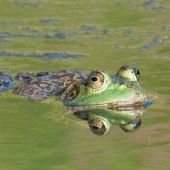 La polución amenaza con extinguir a la rana gigante del lago Titicaca