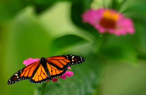 Punta Norte: La floración ya no coincide con el vuelo de las mariposas Punta Norte: La floración ya no coincide con el vuelo de las mariposas