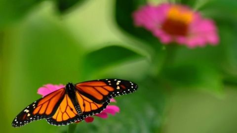Nace el Primer Plan de Conservaci&oacute;n para 4.200 especies de mariposas 
