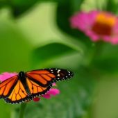 Nace el Primer Plan de Conservación para  4.200 especies de mariposas 