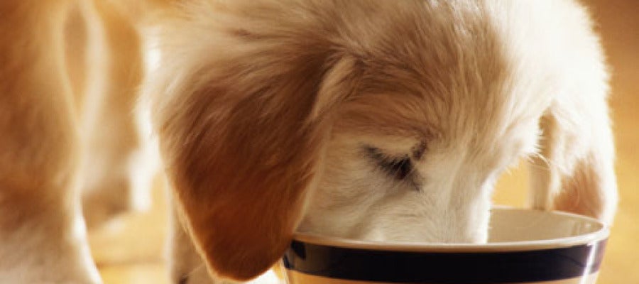 Imagen de archivo de un perro comiendo Imagen de archivo de un perro comiendo