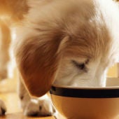 Imagen de archivo de un perro comiendo