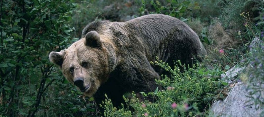 Oso pardo en la naturaleza Oso pardo en la naturaleza