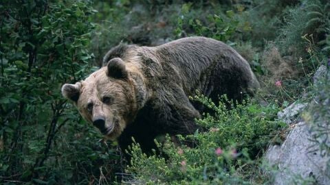 Oso pardo en la naturaleza