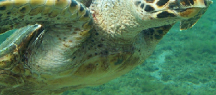 Tortuga carey Tortuga carey