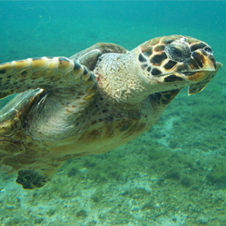 El mundo ha perdido el 60% de sus especies animales El mundo ha perdido el 60% de sus especies animales