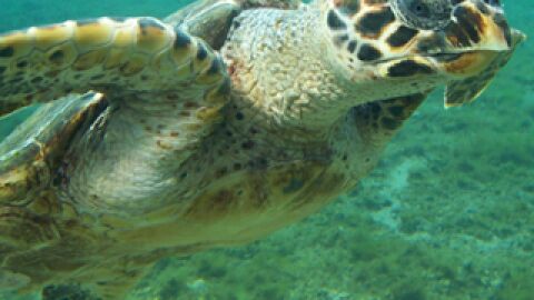 Animales marinos en peligro de extinci&oacute;n