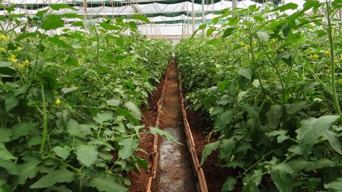 Plantas de tomate en invernadero