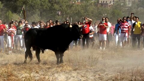 Imagen de 'El Toro de la Vega'