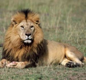 Imagen de un león en África Imagen de un león en África