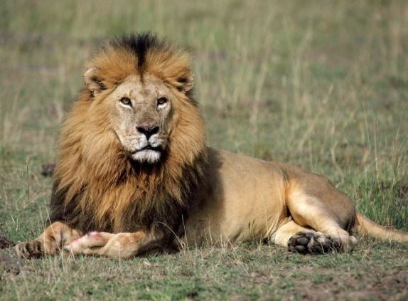 La Guardia Civil recupera un ejemplar de león africano disecado que se vendía en internet La Guardia Civil recupera un ejemplar de león africano disecado que se vendía en internet