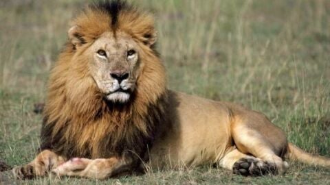 Imagen de un le&oacute;n en &Aacute;frica