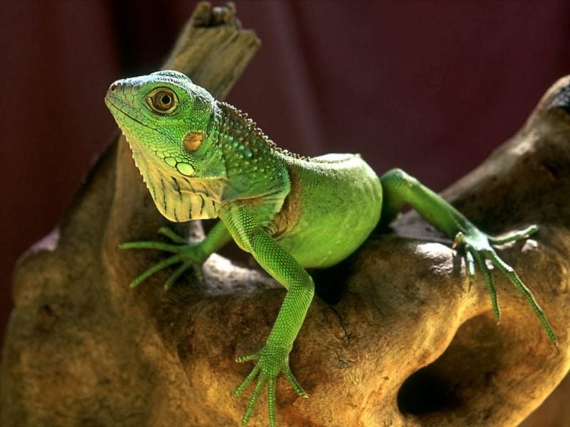 La termorregulación en los reptiles durante verano La termorregulación en los reptiles durante verano