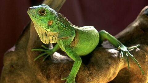 Reptil